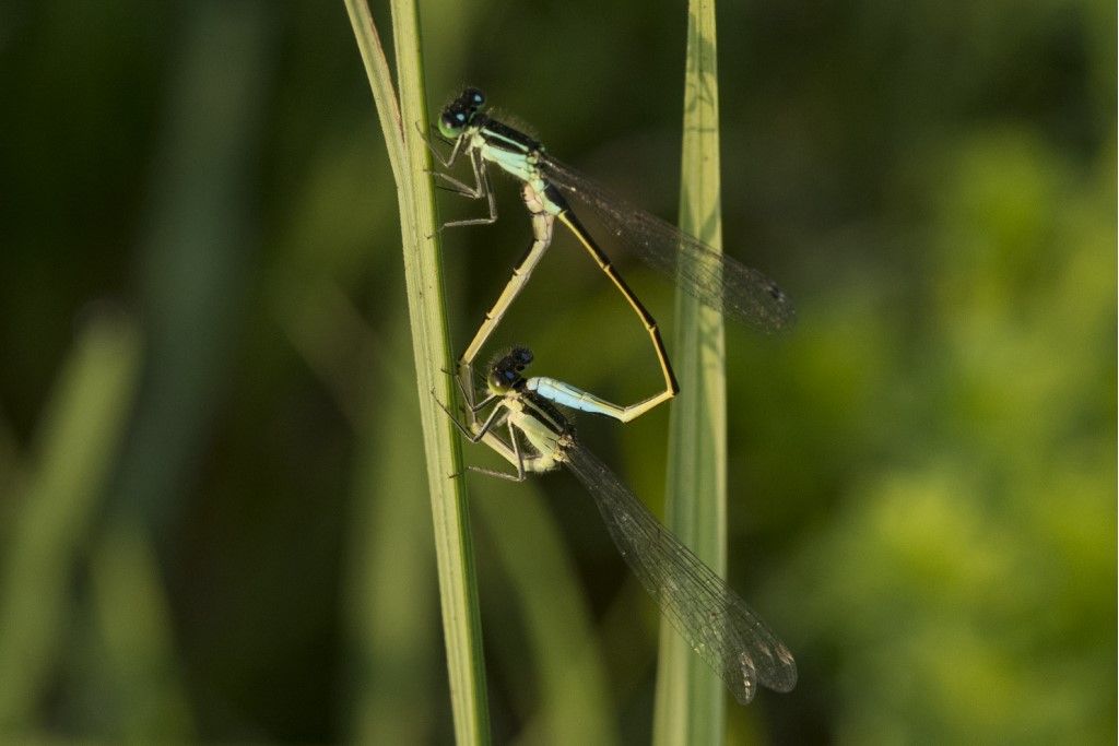 Ischnura elegans?  S