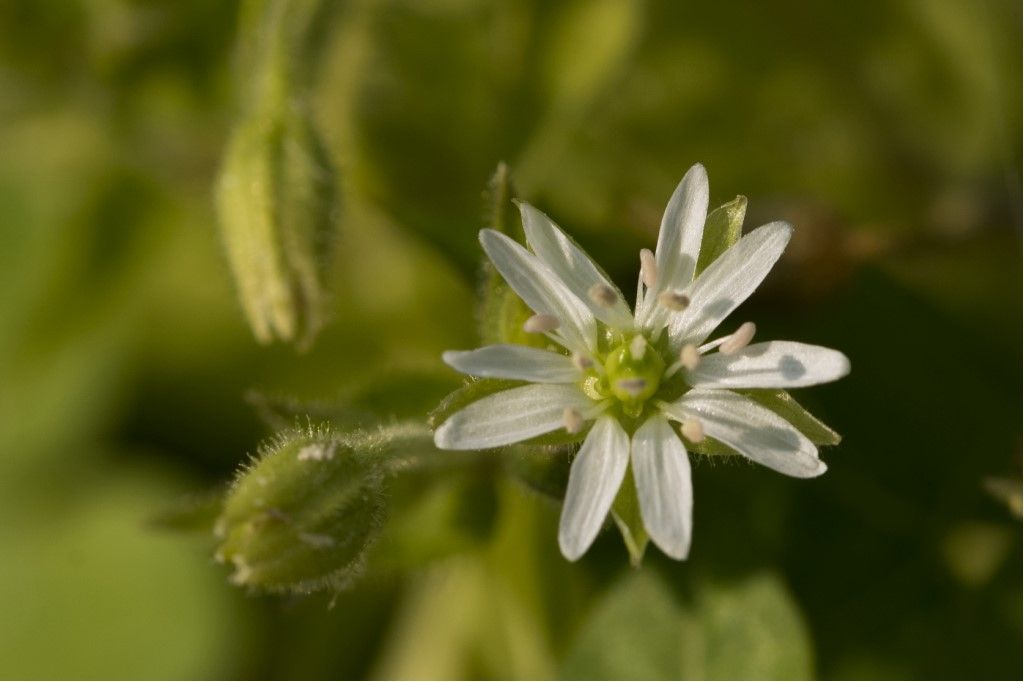 Stellaria ? S, Stellaria gr. media