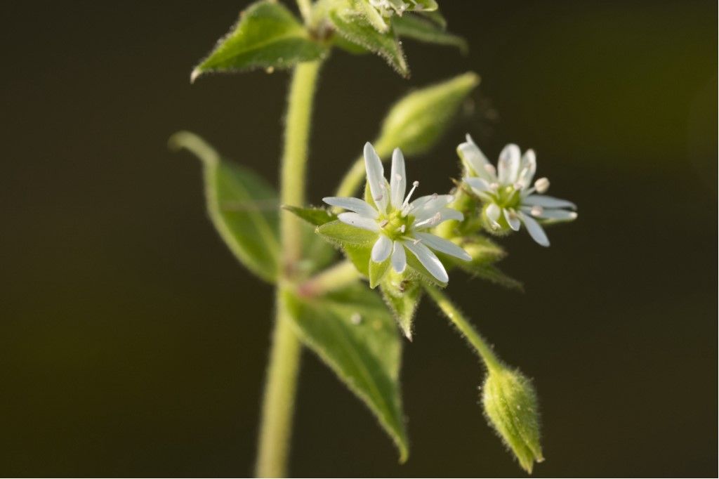 Stellaria ? S, Stellaria gr. media