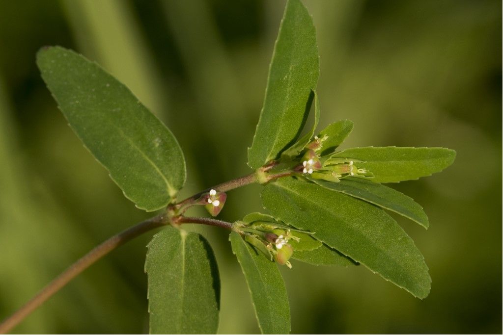 Euphorbia nutans