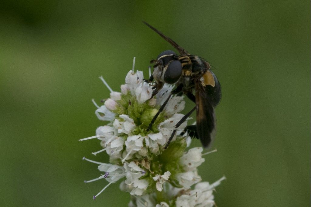 Trichopoda pennipes (Tachinidae)