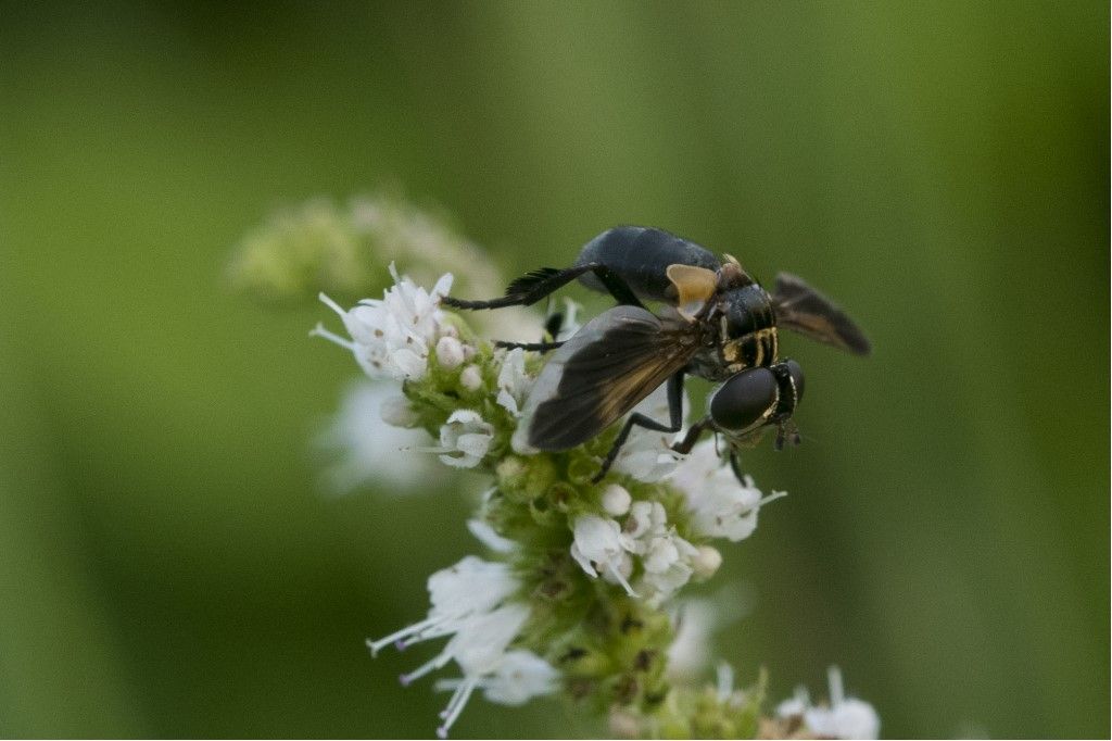 Trichopoda pennipes (Tachinidae)