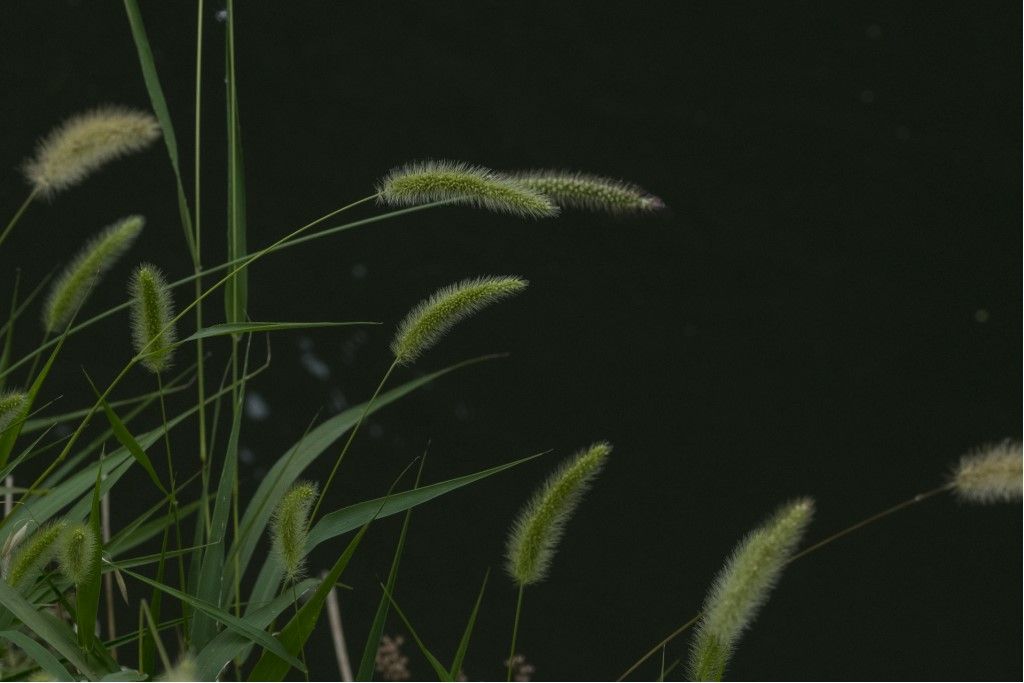 Poaceae: cfr. Phleum pratense