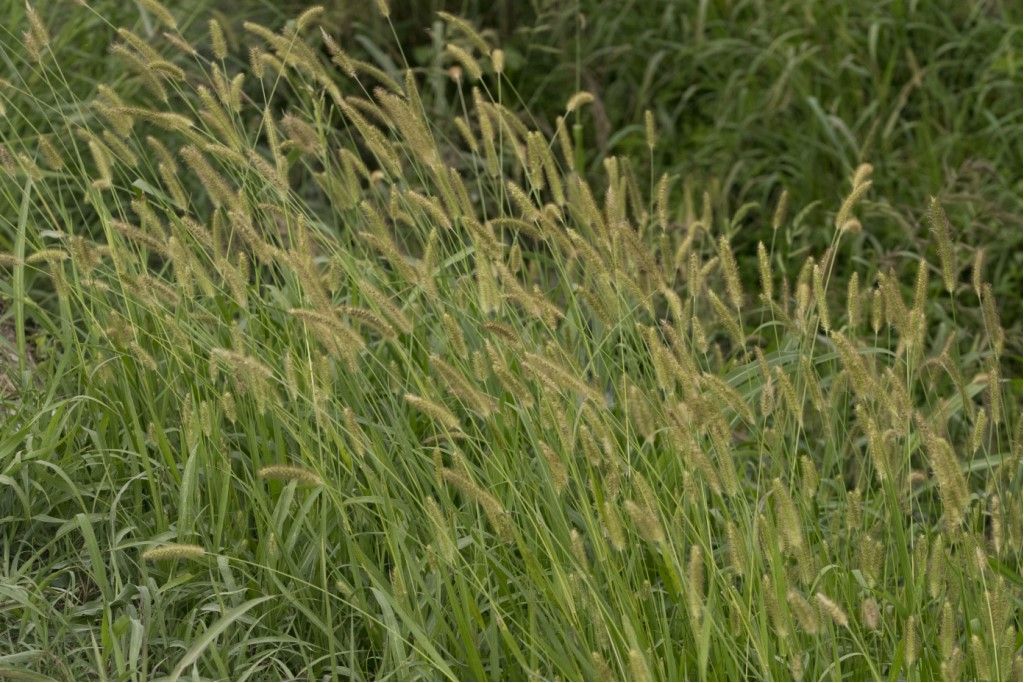 Poaceae: cfr. Phleum pratense