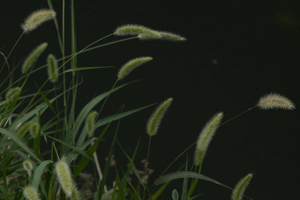 Poaceae: cfr. Phleum pratense