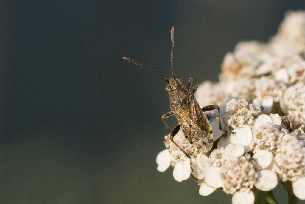 Rhopalidae?  S, Stictopleurus cfr. punctatonervosus