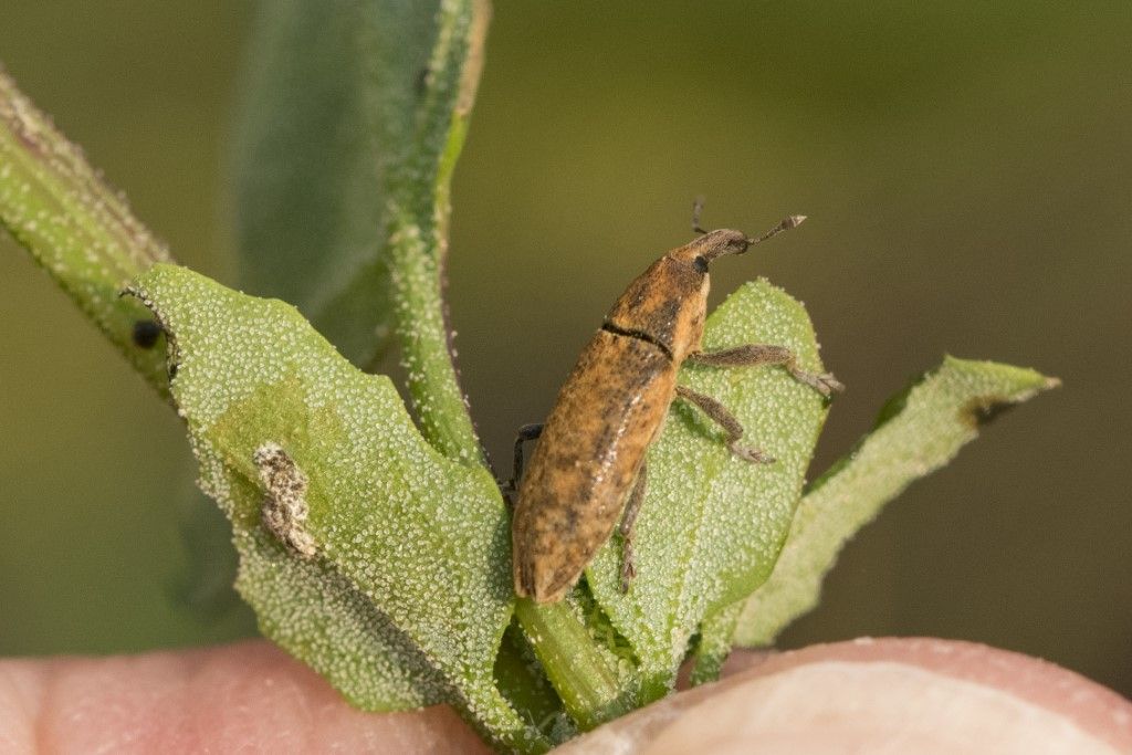 Curculionidae:  Lixus sp.