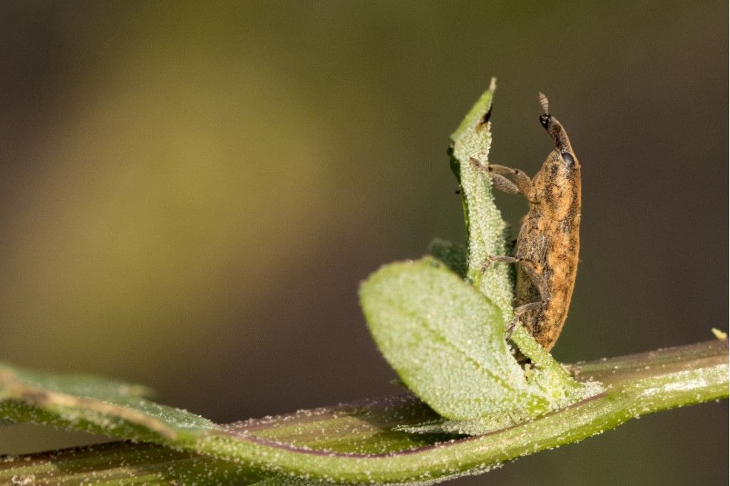 Curculionidae:  Lixus sp.