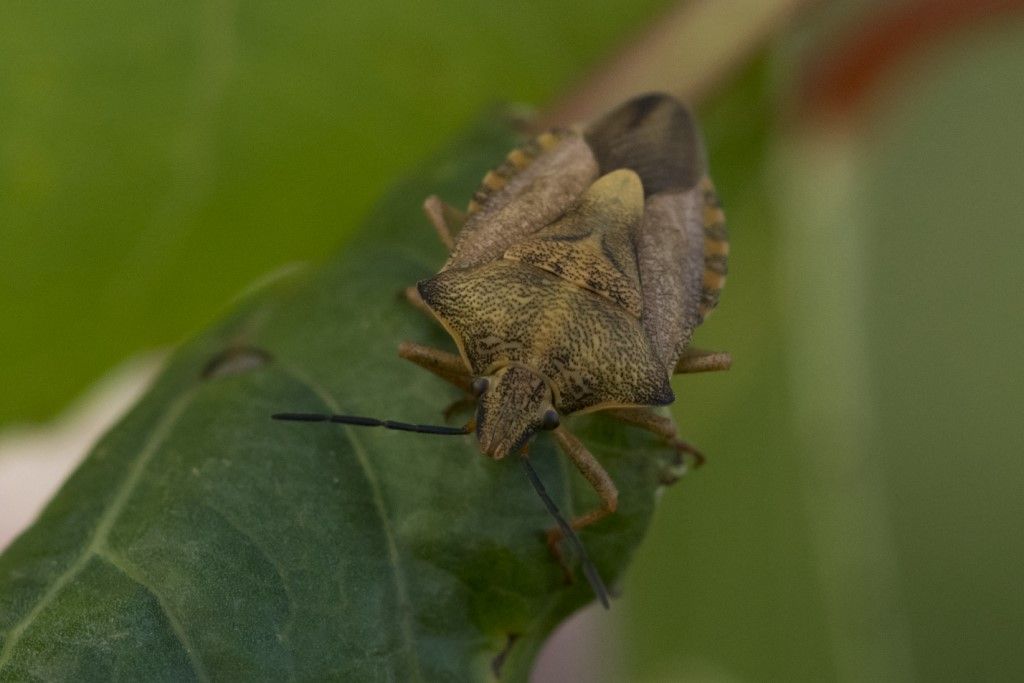 Pentatomidae da identificare