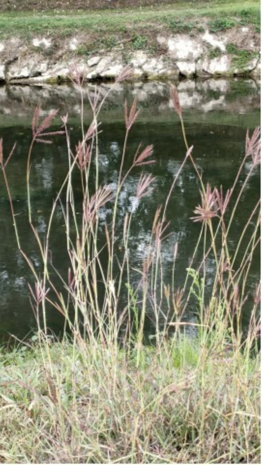 Pianta da identificare