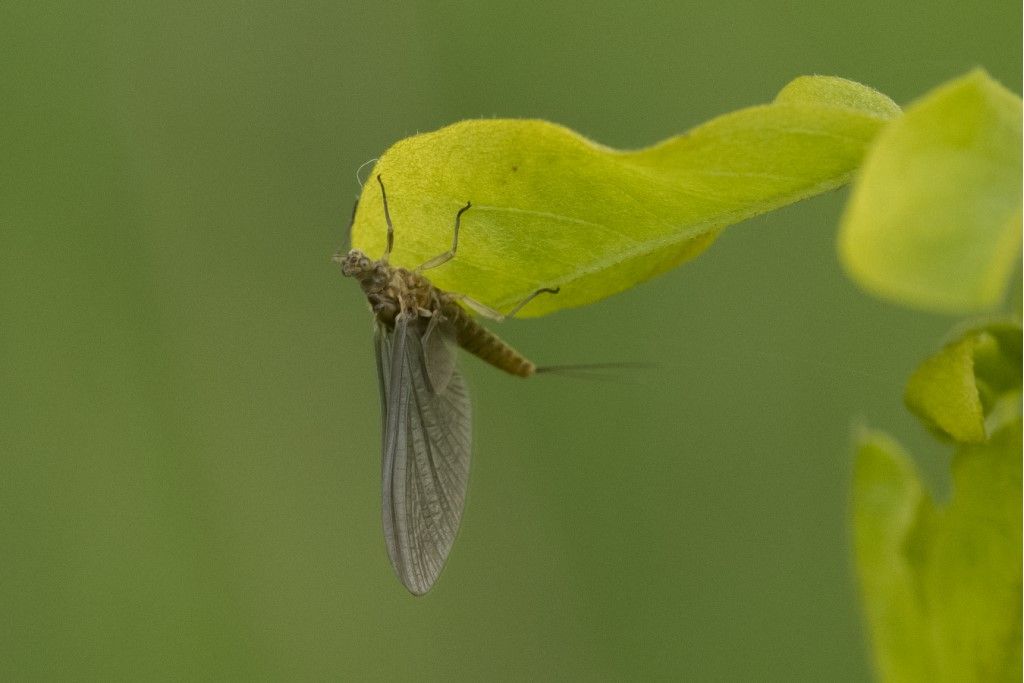 Ephemeroptera da determinare - Serratella ignita