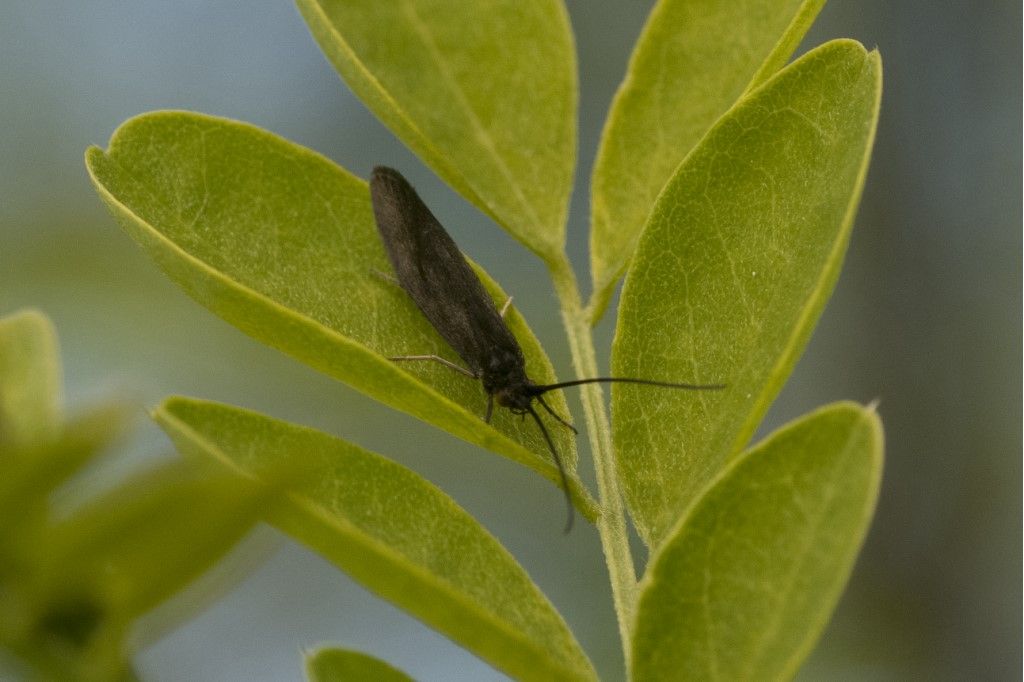 Trichoptera da identificare.