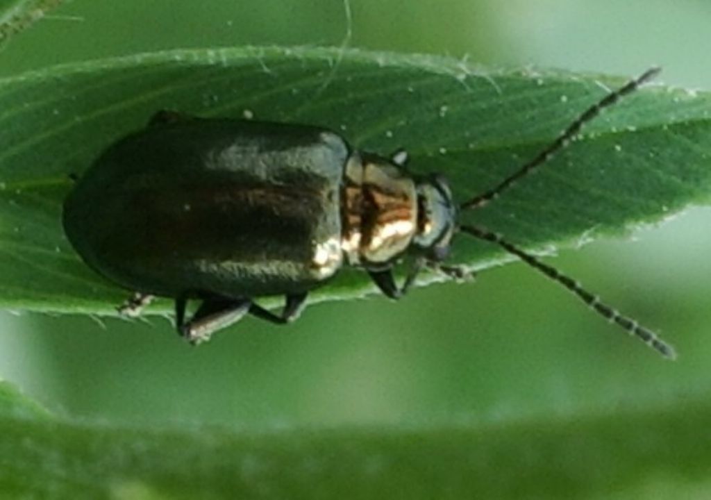 Chrysomelidae: Altica sp.
