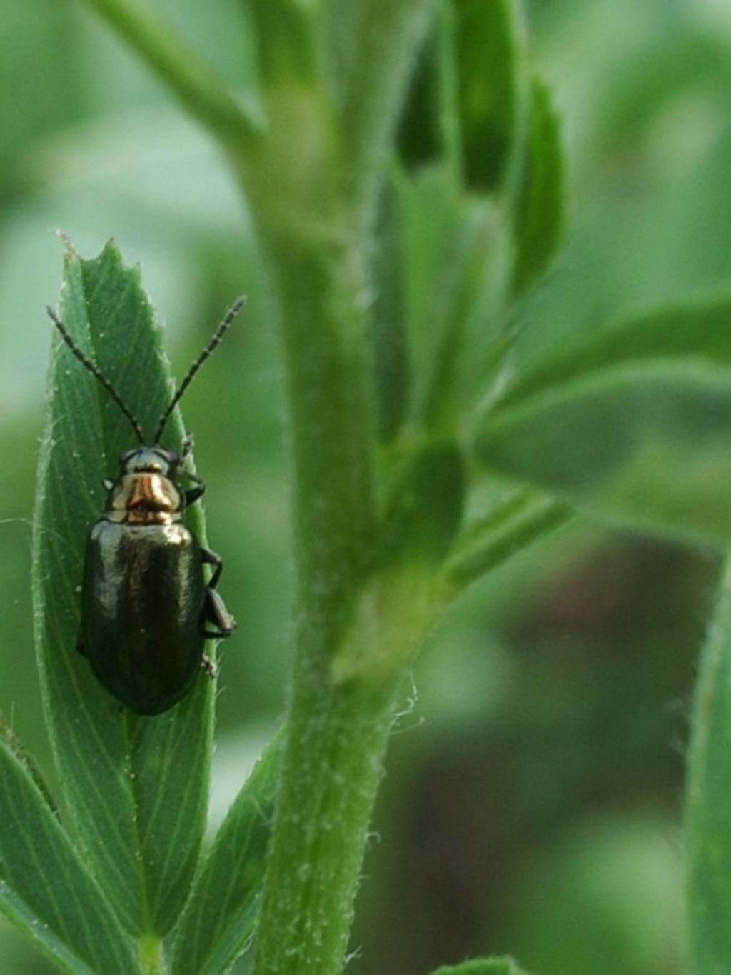Chrysomelidae: Altica sp.