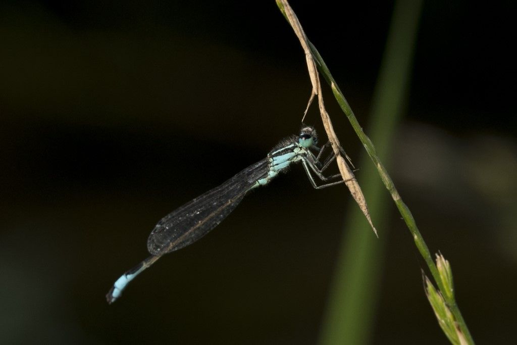 Ischnura pumilio? no, elegans