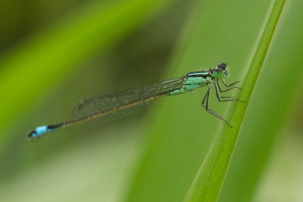 Ischnura pumilio? no, elegans