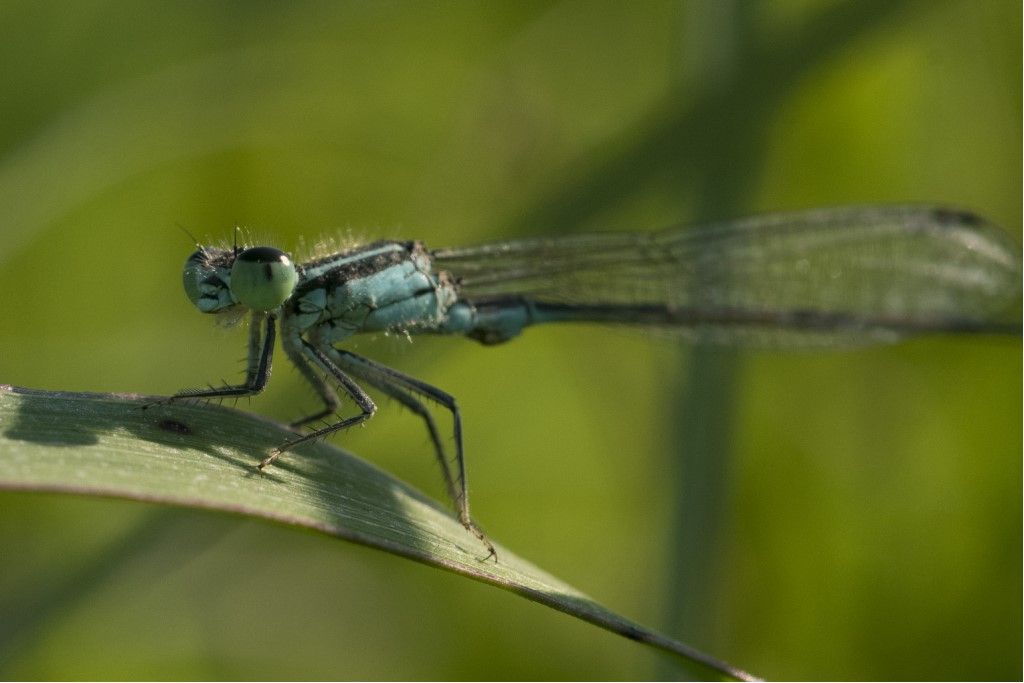 Ischnura pumilio? no, elegans