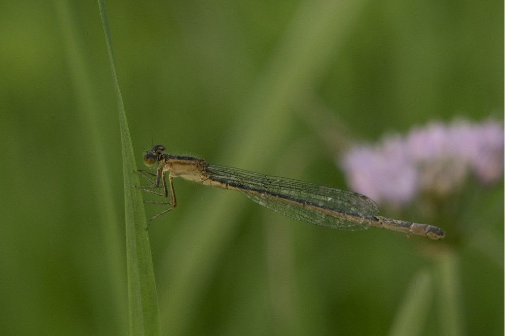 Ischnura pumilio? no, elegans