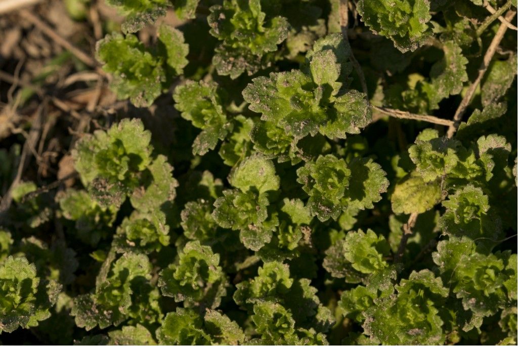 Veronica cfr. persica