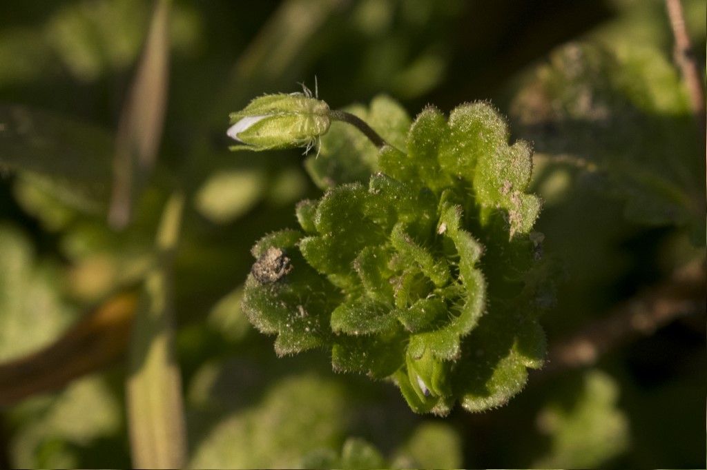 Veronica cfr. persica