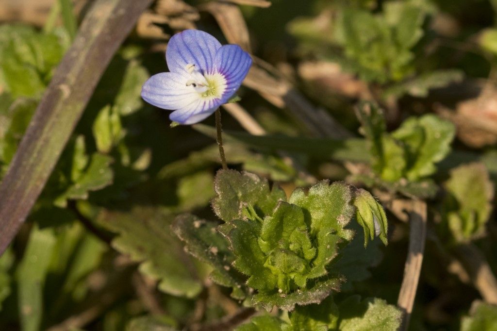 Veronica cfr. persica