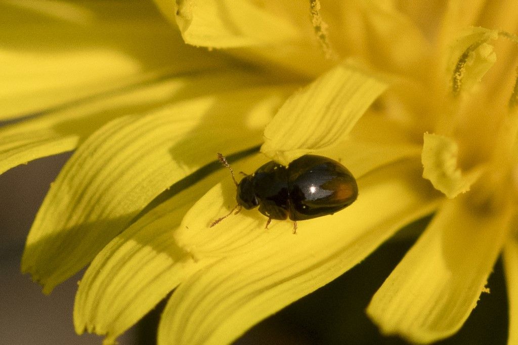 Phalacridae: cfr. Olibrus sp.