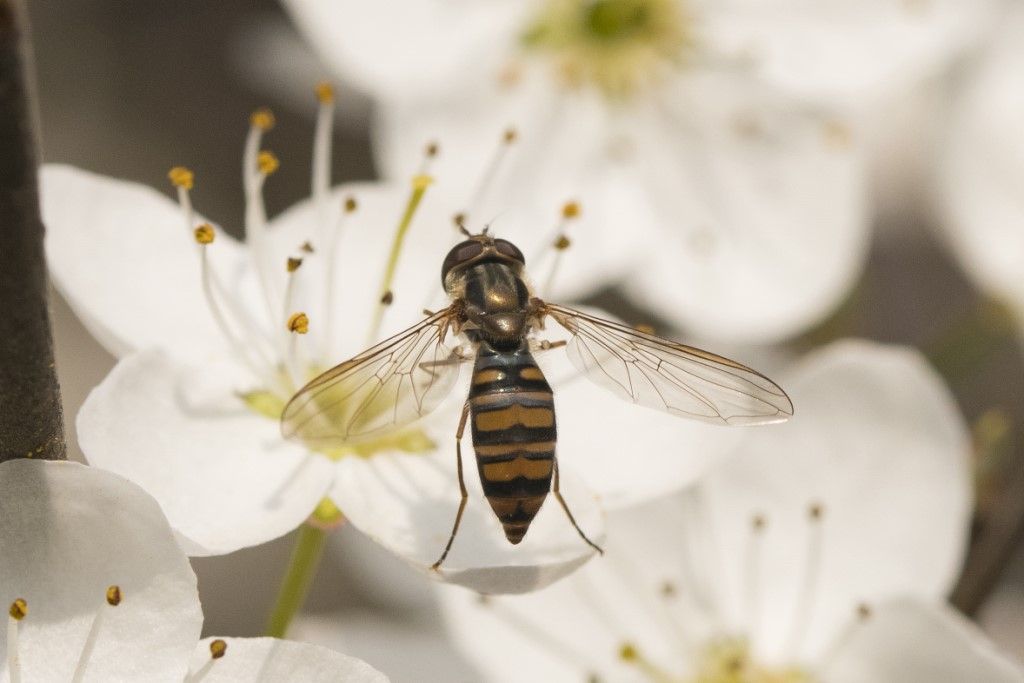 Syrphidae: Episyrphus balteatus