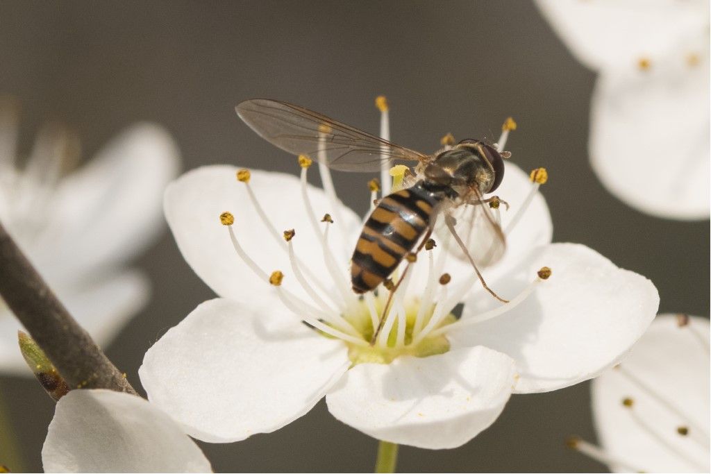 Syrphidae: Episyrphus balteatus