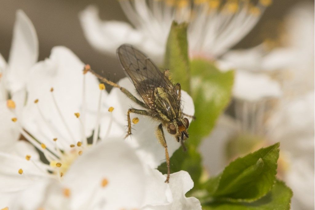 Scathophagidae : Scathophaga stercoraria? S