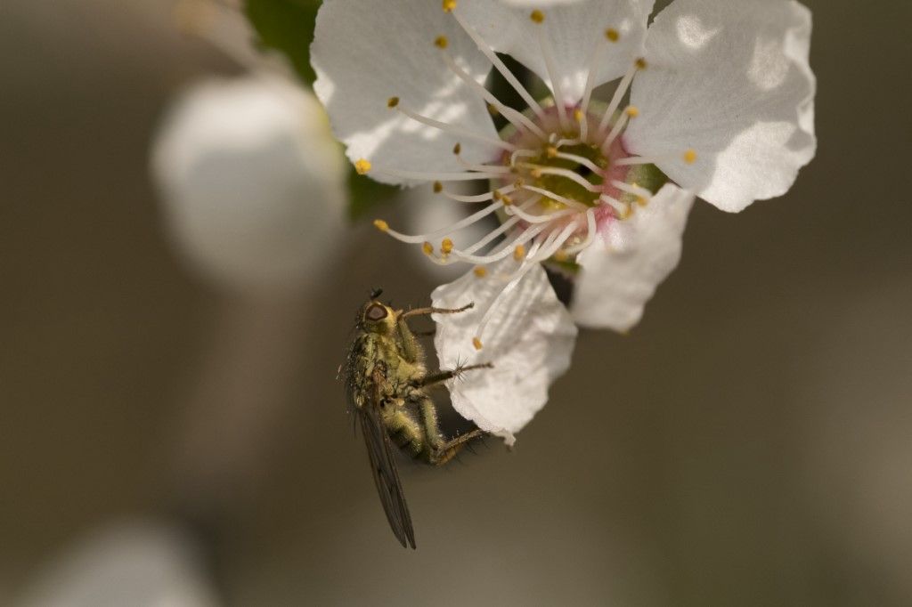 Scathophagidae : Scathophaga stercoraria? S