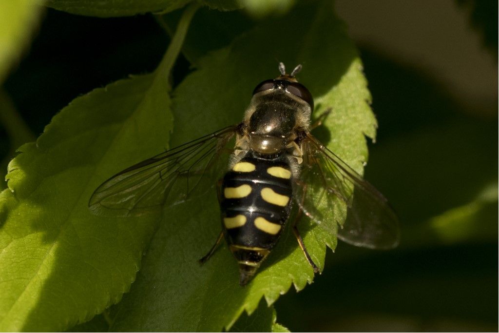 Eupeodes corollae ?