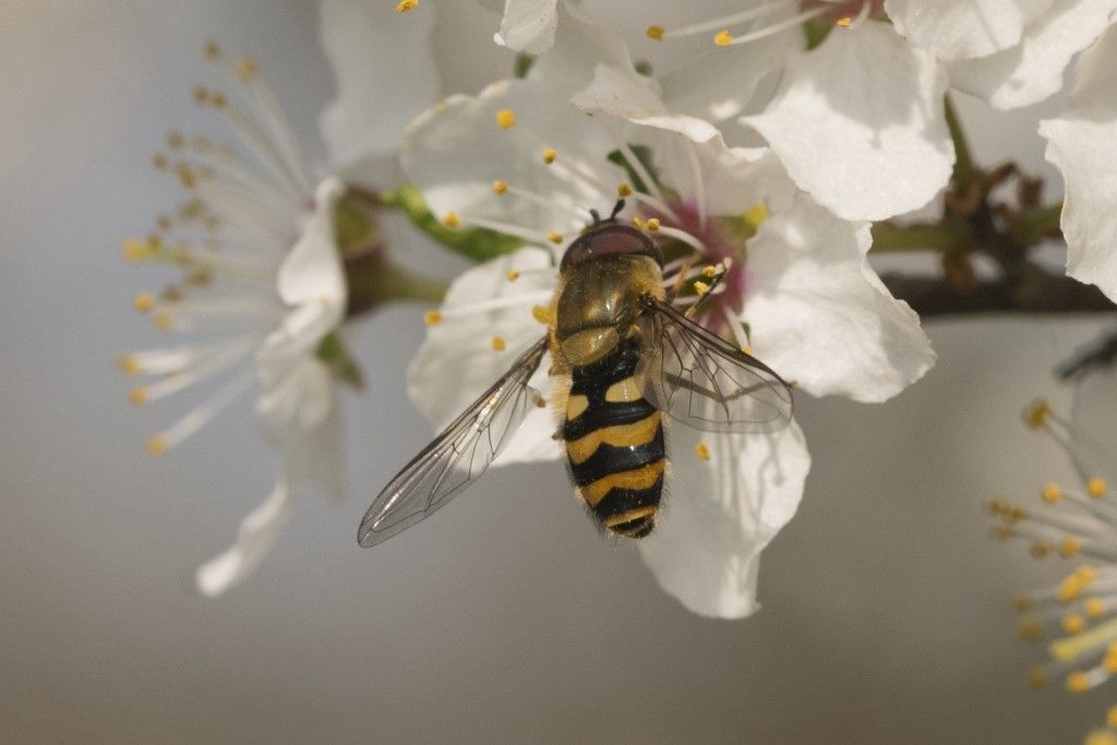 Syrphidae da determinare