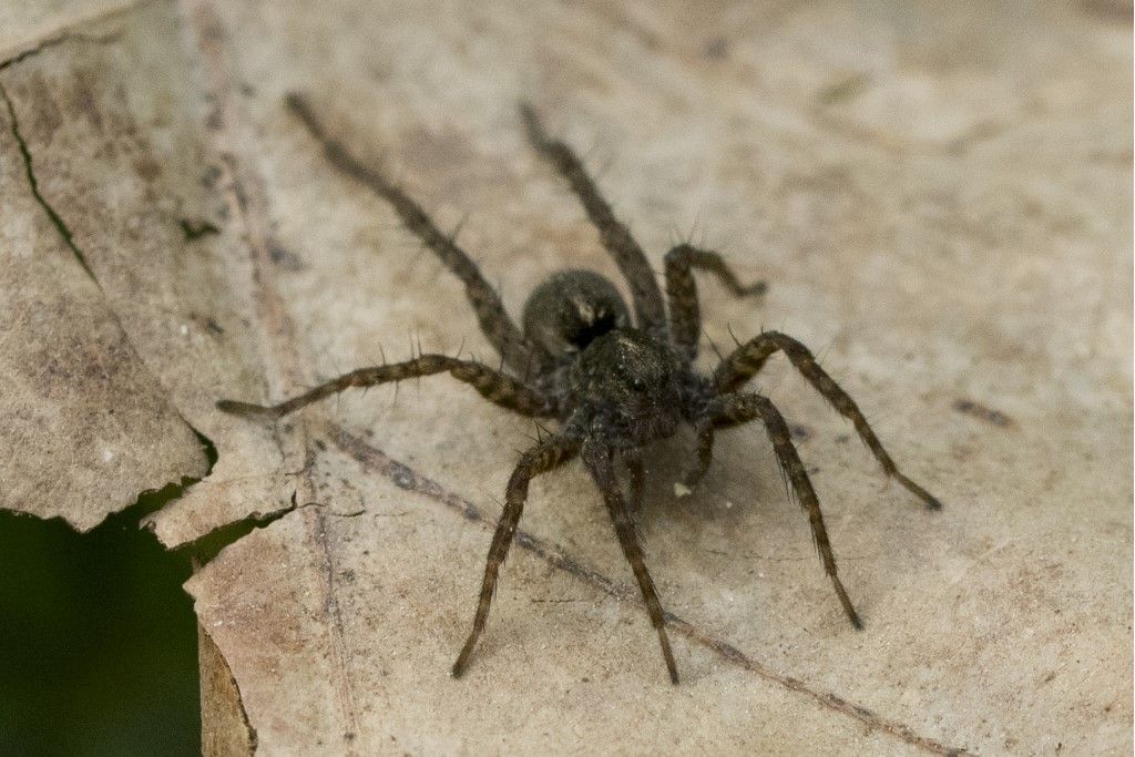 Lycosidae: Pardosa sp.