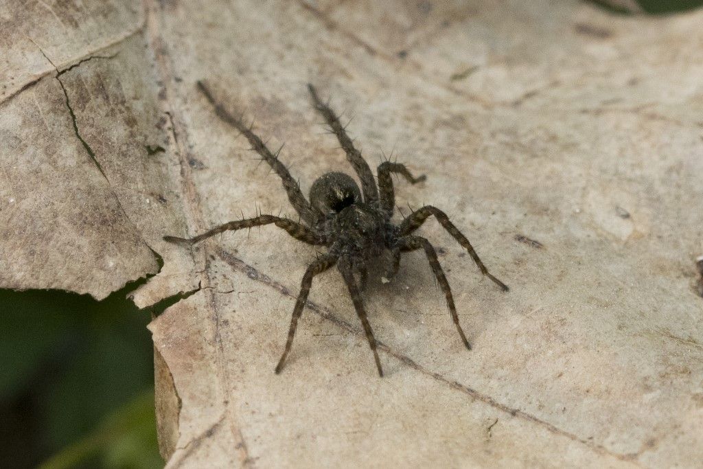 Lycosidae: Pardosa sp.