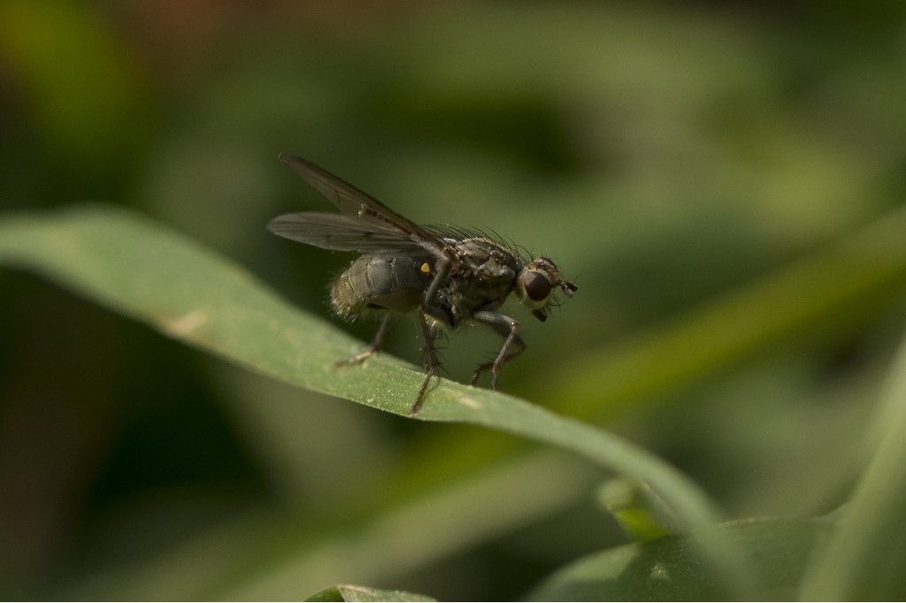 Scathophaga stercoraria?  S
