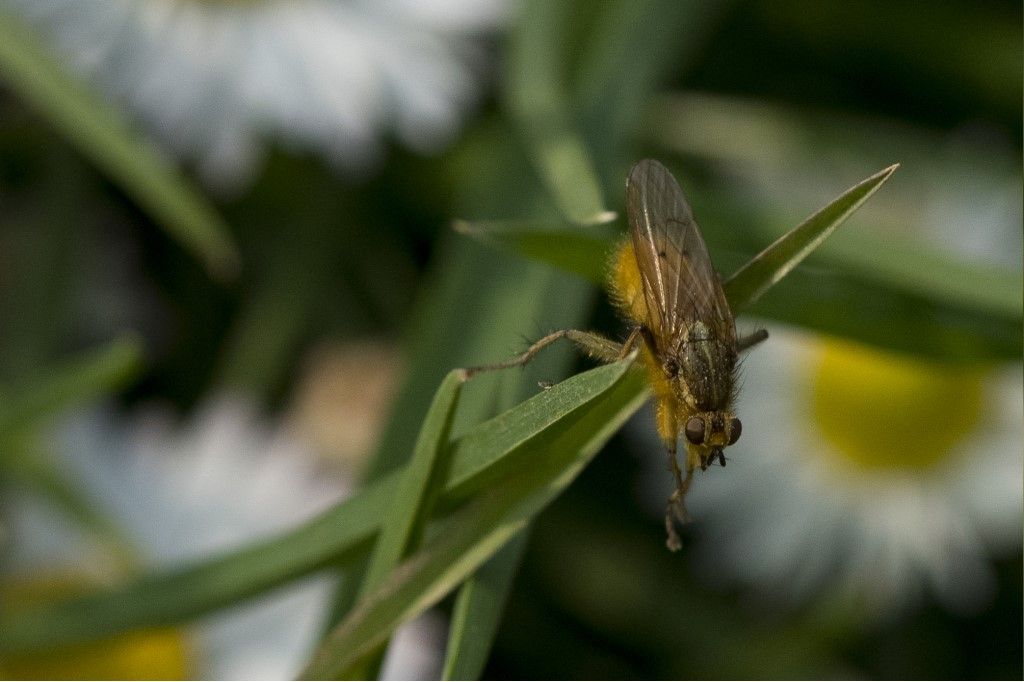 Scathophaga stercoraria?  S