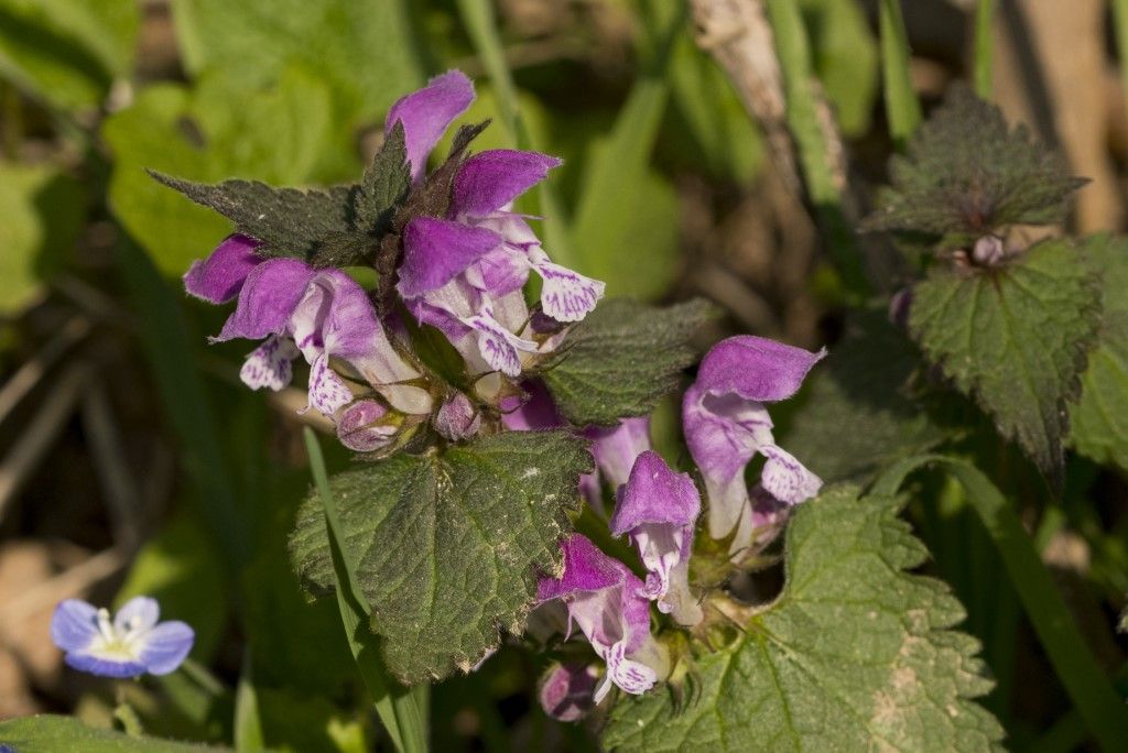 Lamium maculatum  ?  No, Lamium purpureum