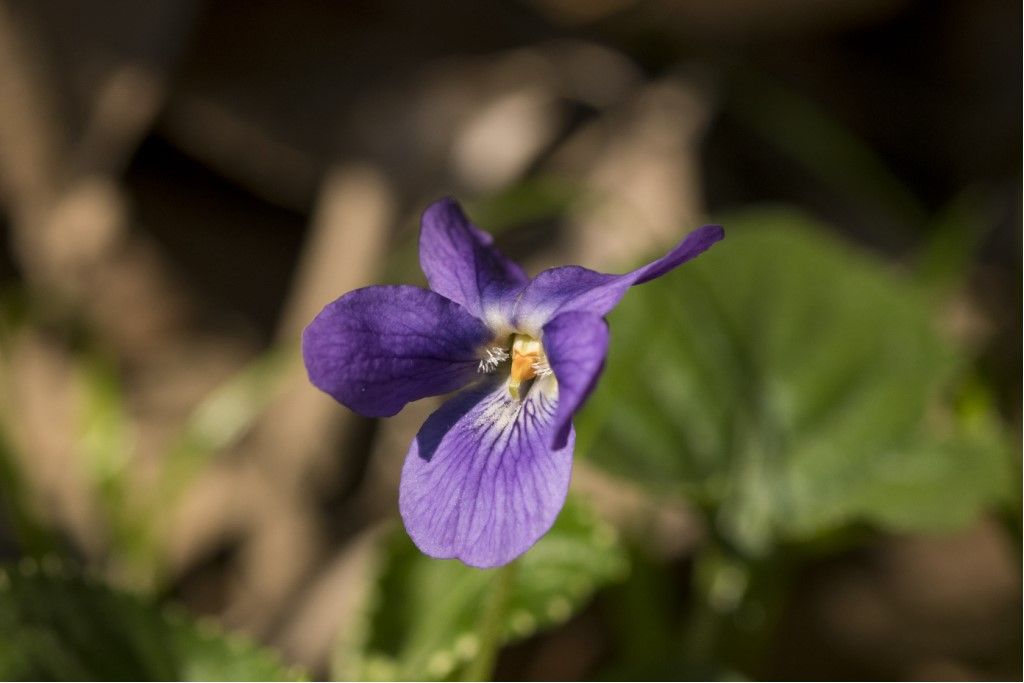 Viola hirta ?... Viola sp.
