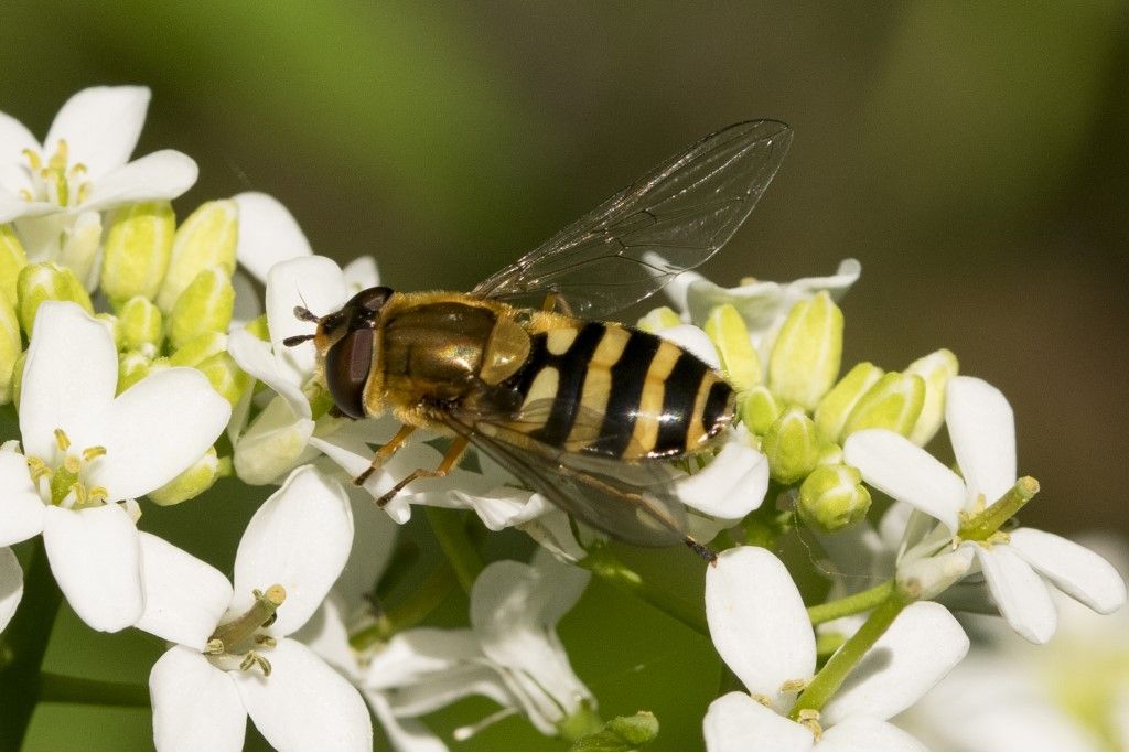 Syrphus ?