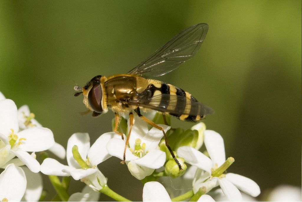 Syrphus ?