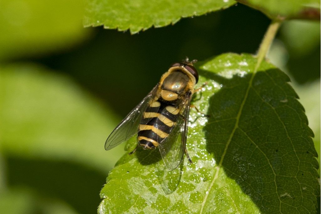 Syrphus ?