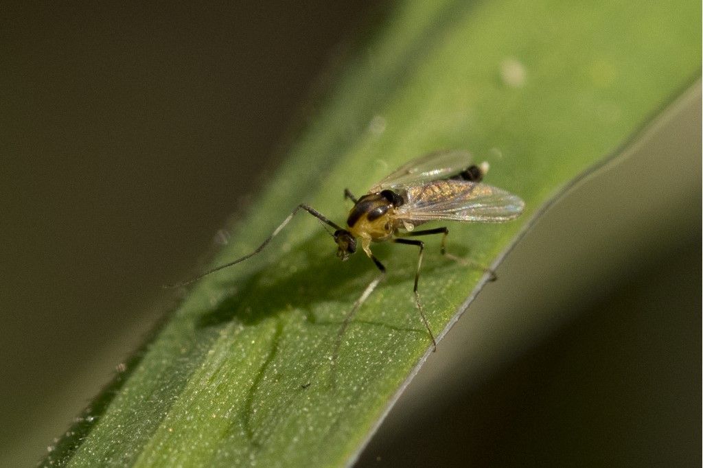 Diptera da determinare