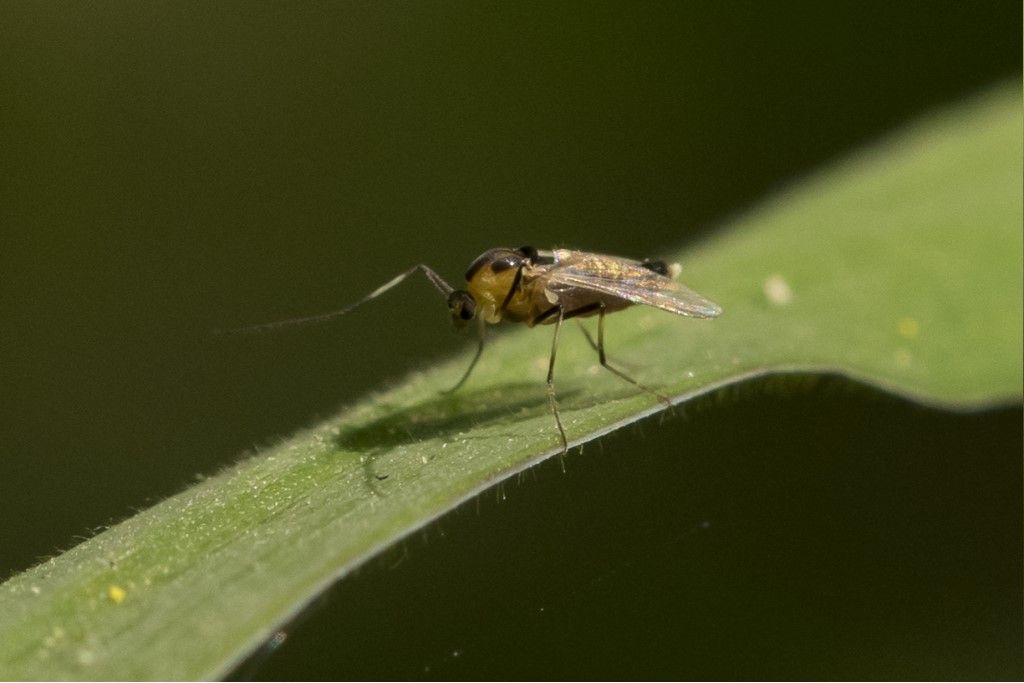 Diptera da determinare