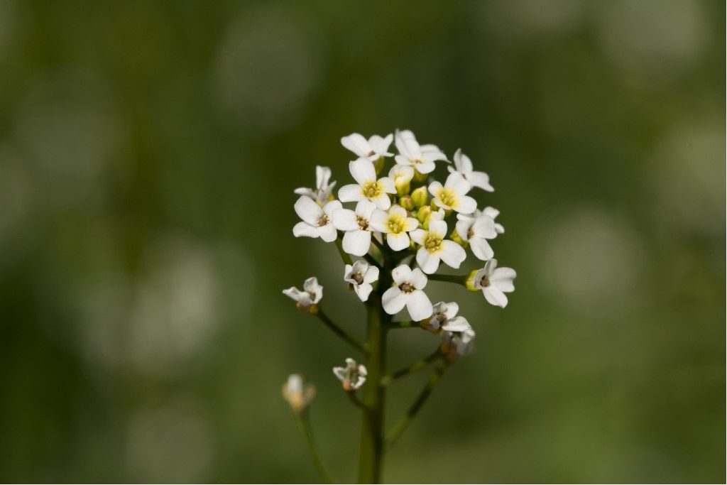 Brassicaceae da identificare
