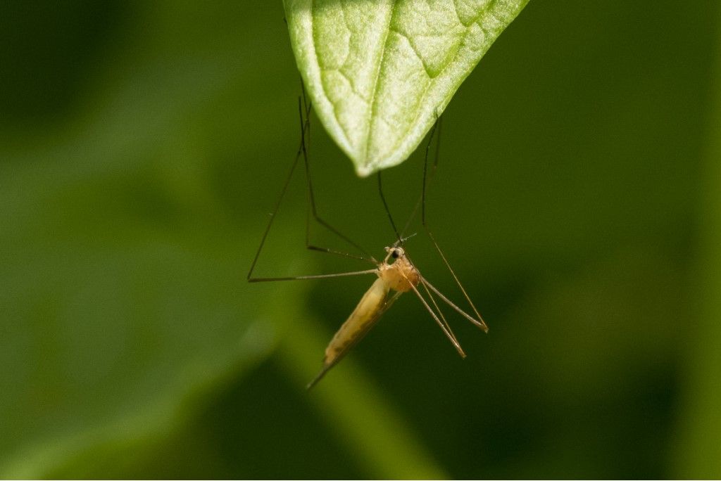 Possibile LIMONIIDAE da determinare