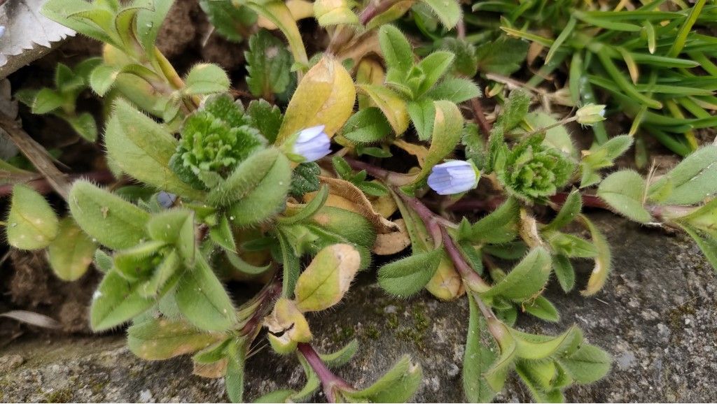 Veronica gr. agrestis (Plantaginaceae) [e Caryophyllaceae: cfr.  Cerastium sp.]