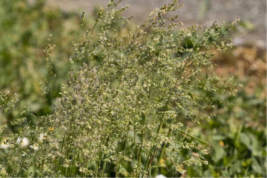 Poaceae da determinare