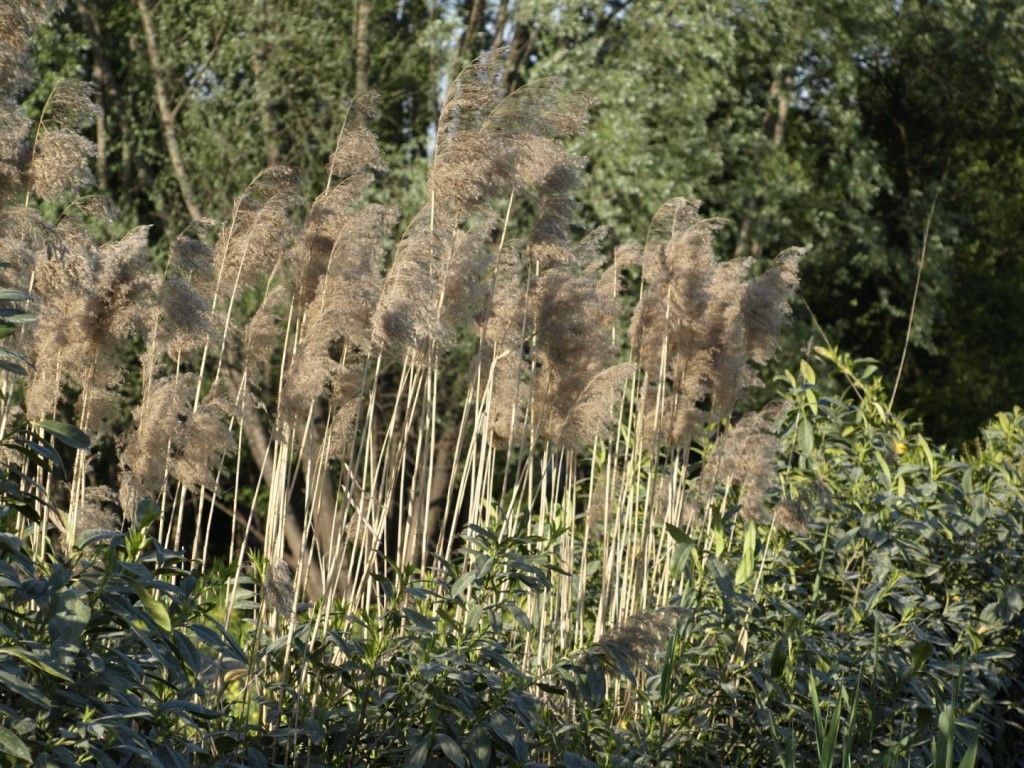 Phragmites australis ? S