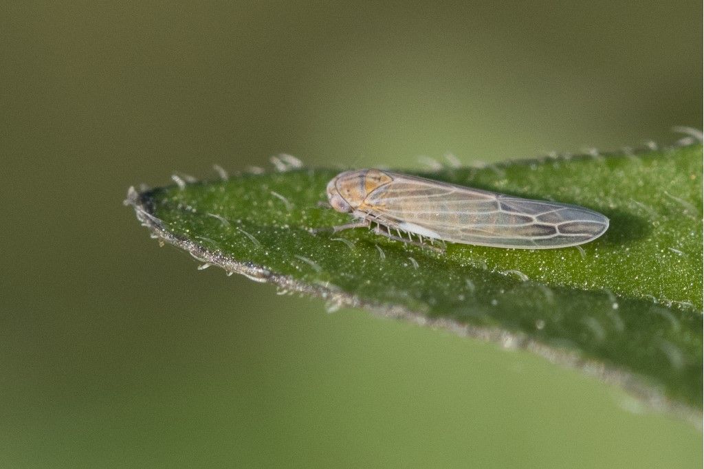 Cicadellidae: Psammotettix sp. e Balclutha sp. (cfr.)