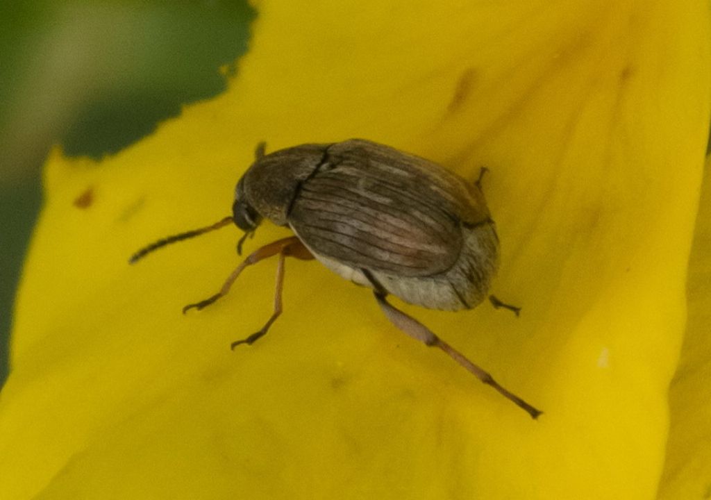 Hypera sp.? No, Chrysomelidae Bruchinae: Bruchus sp.